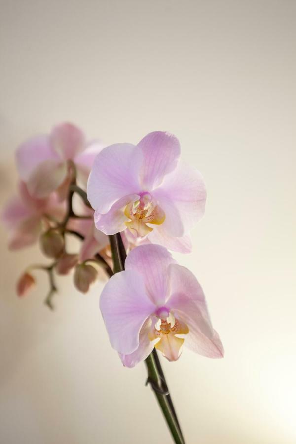 Narciso Centralissimo Санремо Экстерьер фото